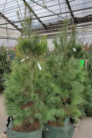 Photo of two live Christmas Trees available for sale.