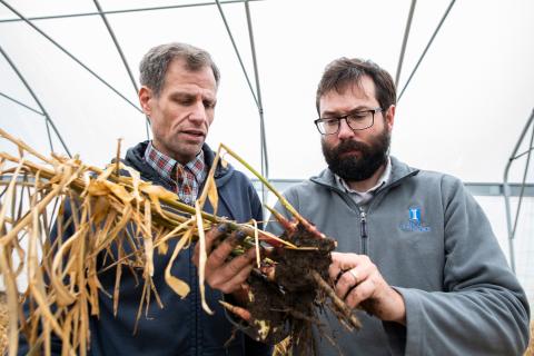 two men in green house examine root of harvested ginger plant
