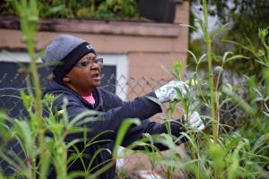 a woman picks okra in a garden