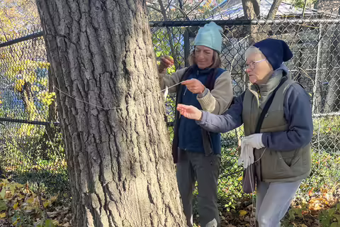 Two women measure the girth of a tree