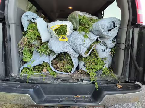 A car full of bags of garlic mustard