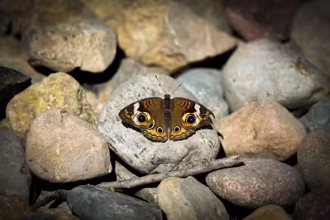 a brown moth on rocks