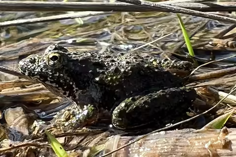 A frog