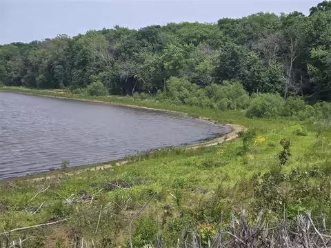 A natural area with a pond