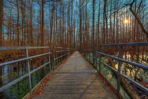 A boardwalk through a wetland in winter