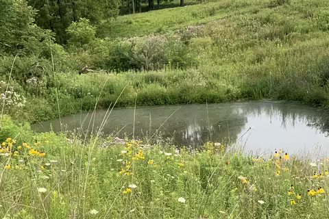 native plants around a pond