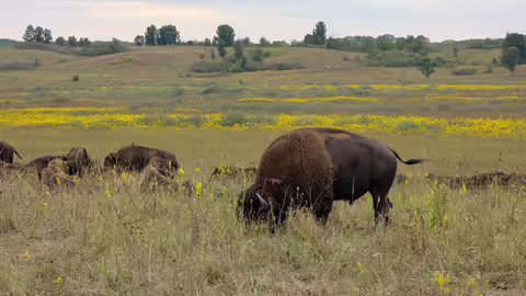 Bison graze on a restored prairie
