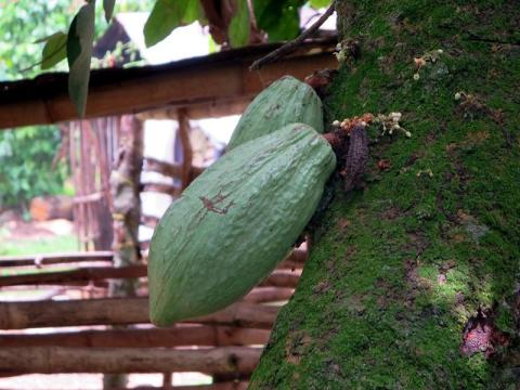 green cocoa seed pod