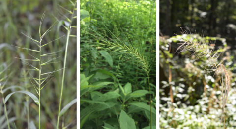 bottlebrush grass