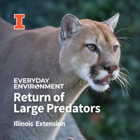 Mountain lions on the move through Illinois, not here to stay: University  of Illinois Extension
