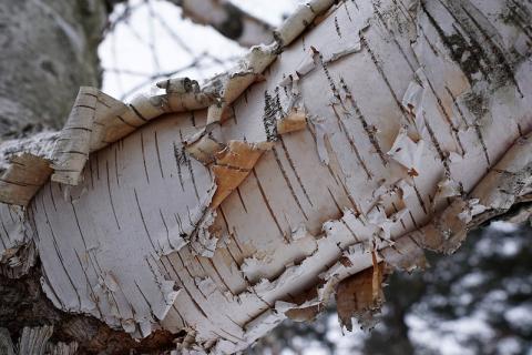 white peeling bark of paper birch branch 