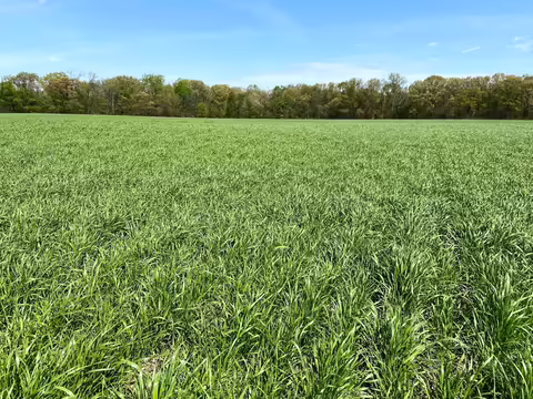 cover crops