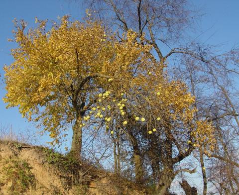 Osage orange tree on hillside in fall with large fruit in canopy