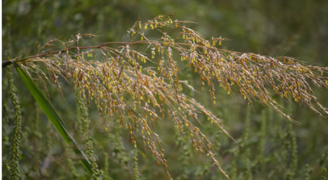 golden orange panicle inflorescence of indiangrass