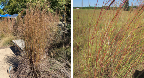 big bluestem in fall with drab brown bunch on left and red stems on right