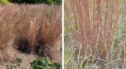 little bluestem in fall with bunch of fluffy spikelets on left and red stems on right