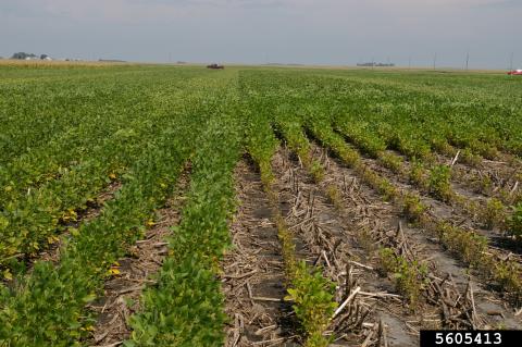 soybean field with an area of the field where plants are stunted, yellow, struggling from SCN damage