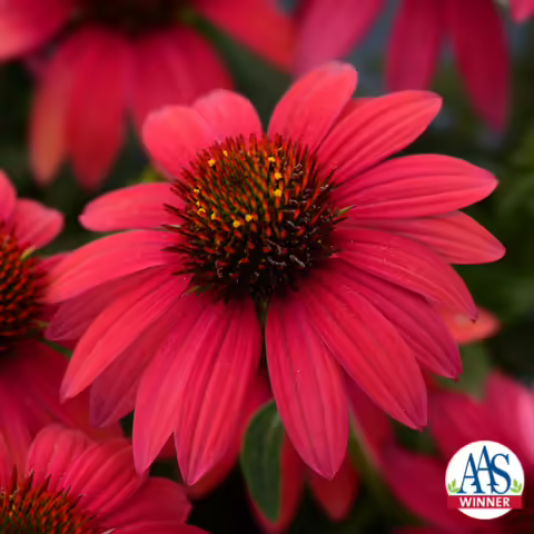 Variety name: Echinacea hybrid var. Sombrero® Baja Burgundy