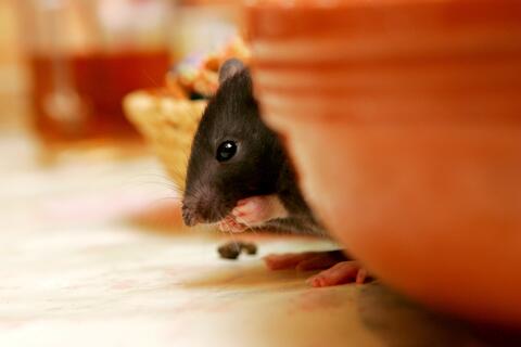 A mouse on a counter behind a bowl