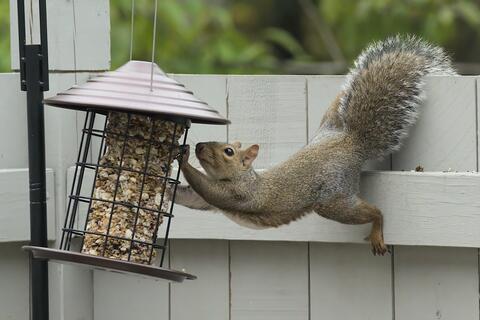 A squirrel on a fence leaning across to get to a bird feeder