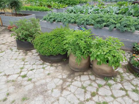 Row of herbs and vegetable plants in soft grow bags.