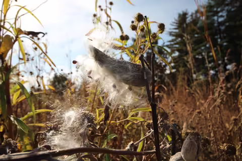 photo of milkweed