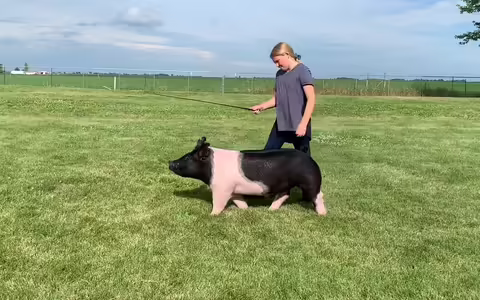 grand champion barrow
