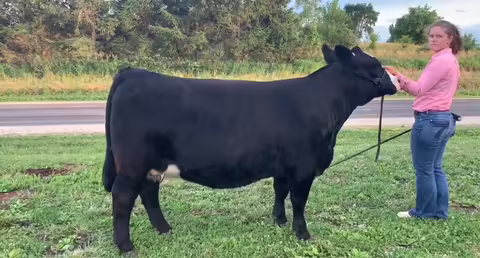 grand champion heifer