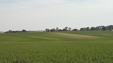 armyworm damage to field crop