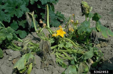 A summer squash plant wilting due to a bacterial wilt infection