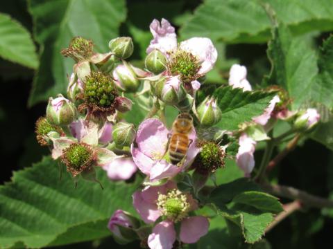 Bee on a blackberry flower
