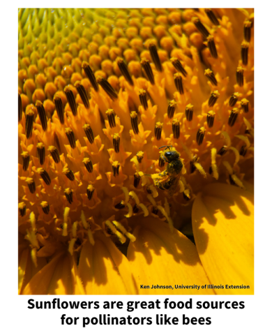 Sunflowers are great food sources for pollinators like bees. Bee on a sunflower. 