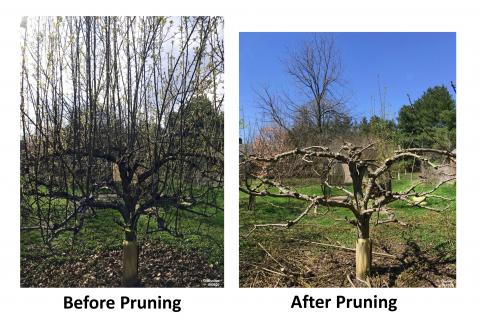 Manutenção de árvores frutíferas de primavera