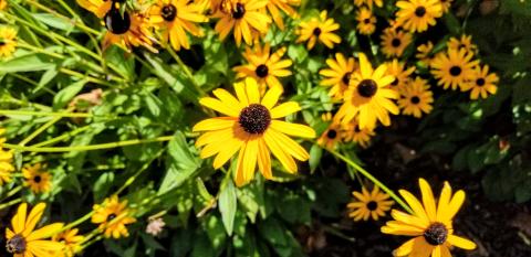 A cluster of Black-eyed Susans is one of many Illinois native plants 