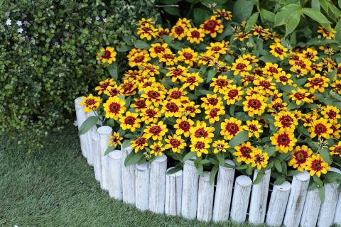 Yellow and red flowers in landscape bed 