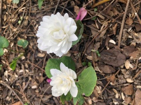 Double-flowered Bloodroot