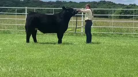reserve champion steer