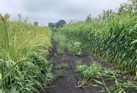 A photo of broomcorn in a field