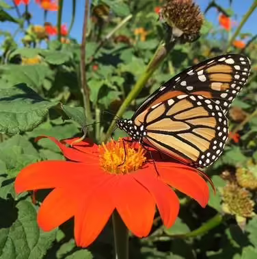 Butterfly on flower