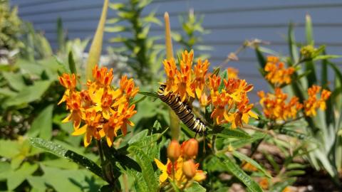 milkweed and butterfly