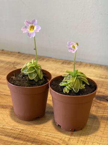 Two light purple butterwort carnivorous plants in pots on a table. 