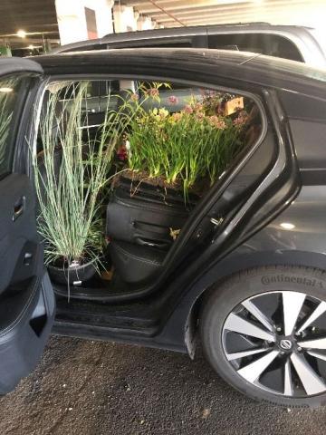 Car full of plants