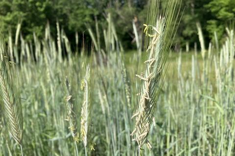 Cereal Rye at anthesis, shedding pollen