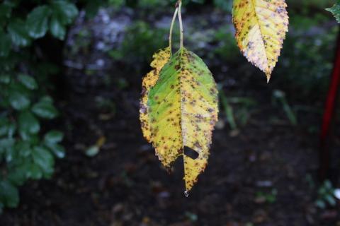 Cherry leaves infected with cherry leafspot 