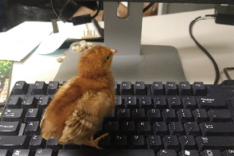 chick on computer