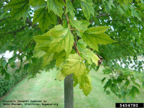 Tree Leaves with Chlorosis