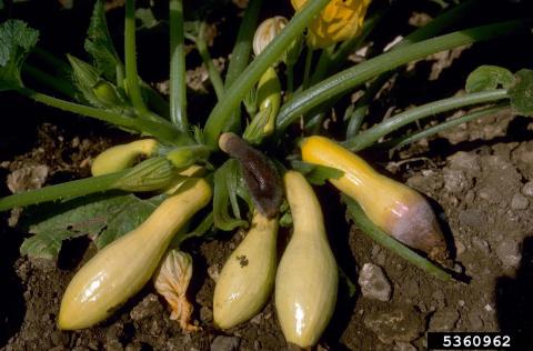 Tips of crookneck squash fruit with symptoms of Choanephora fruit rot infection