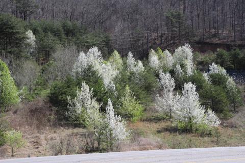 callary pear trees with white blooms