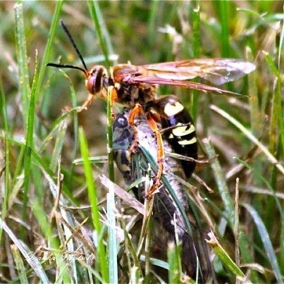 A female cicada killer wasp paralyzes the cicada, then places it in a cell for young to feed on. Extension photo..