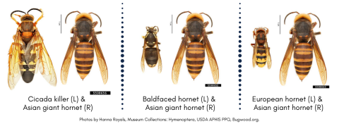 It's Big, But It's Not A Murder Hornet: How To Identify Large Wasps ...